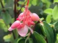 Fuchsia Begonia